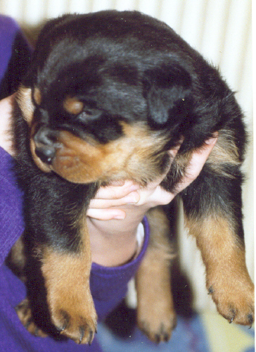 Bébé chien